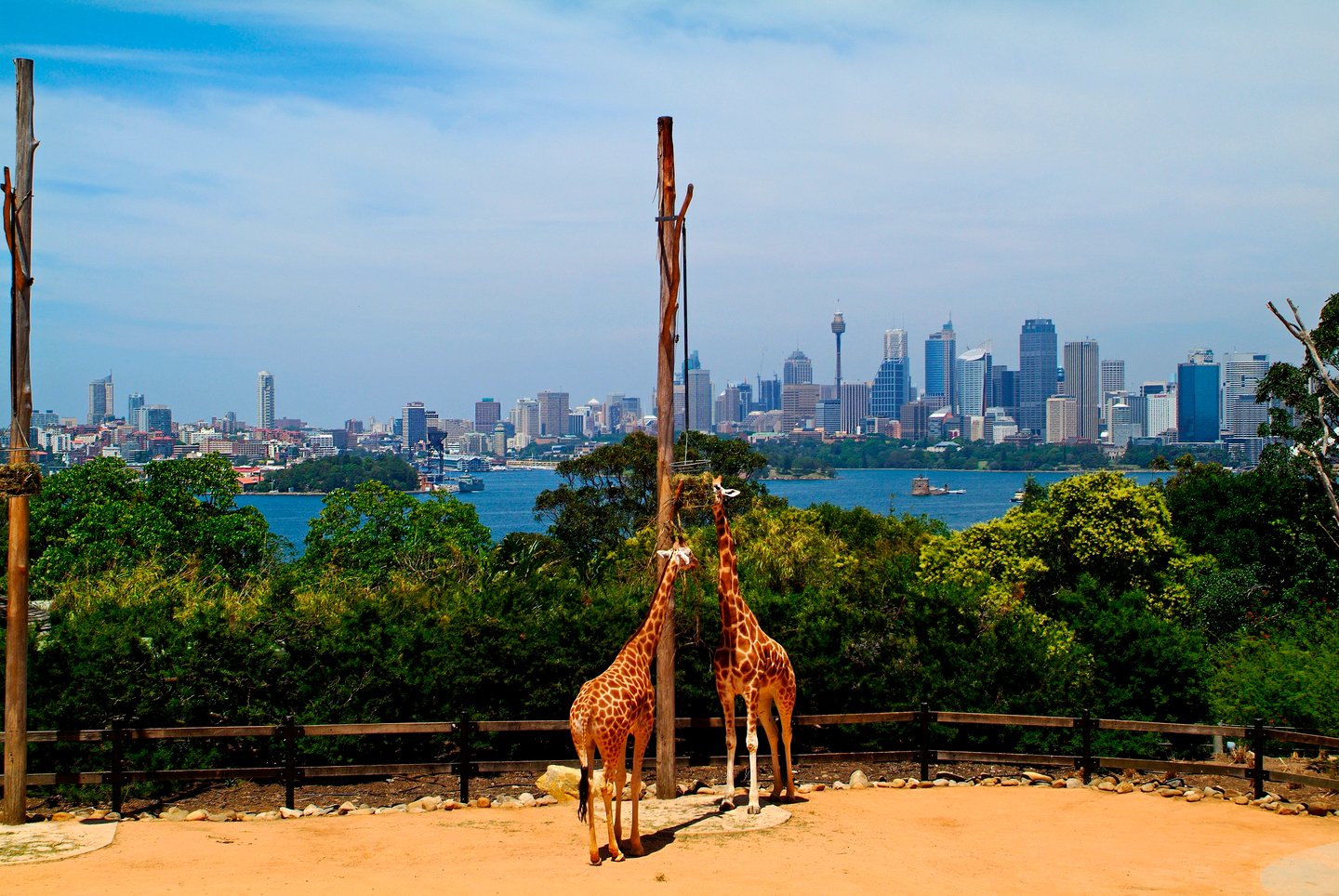 Giraffes at Taronga Zoo in Sydney