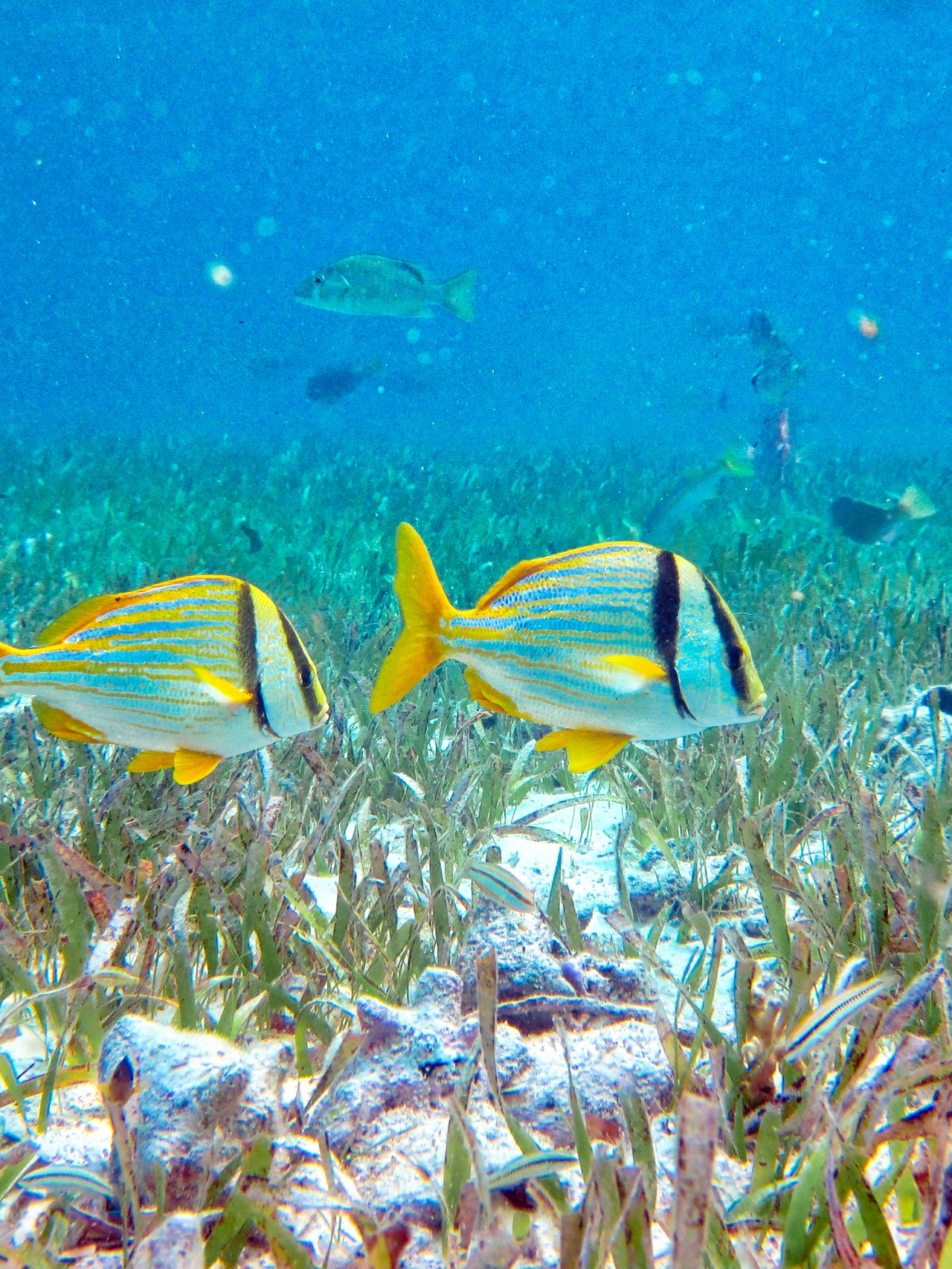 Fish and marinelife at Hol Chan Marine Reserve, Belize