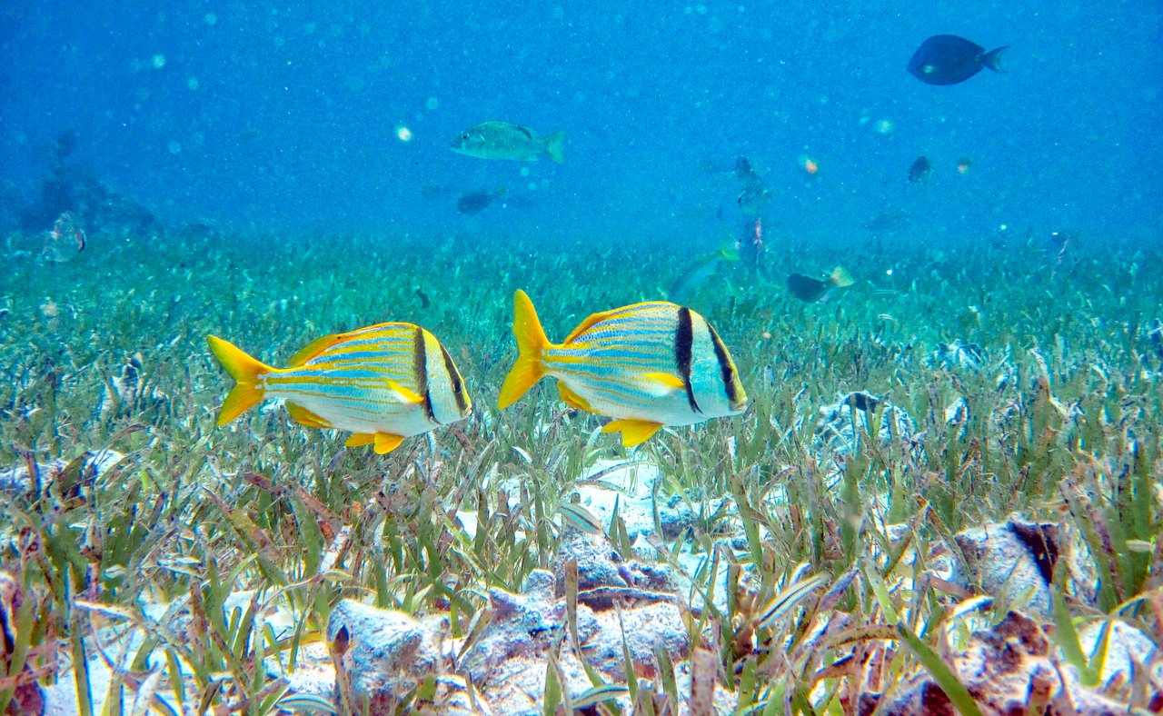 Fish and marinelife at Hol Chan Marine Reserve, Belize