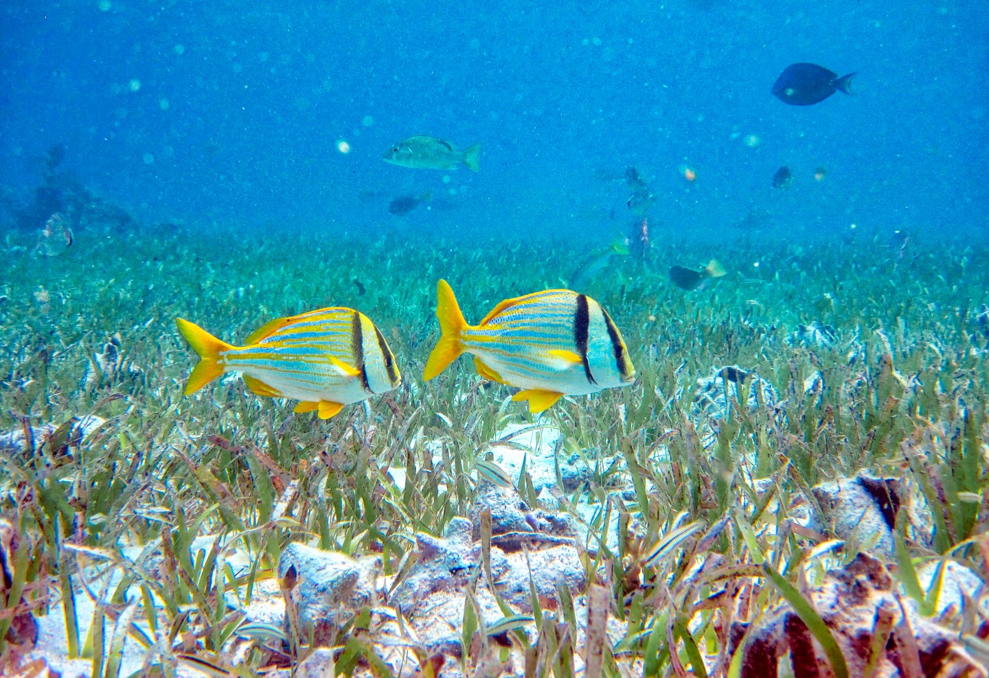 Fish and marinelife at Hol Chan Marine Reserve, Belize