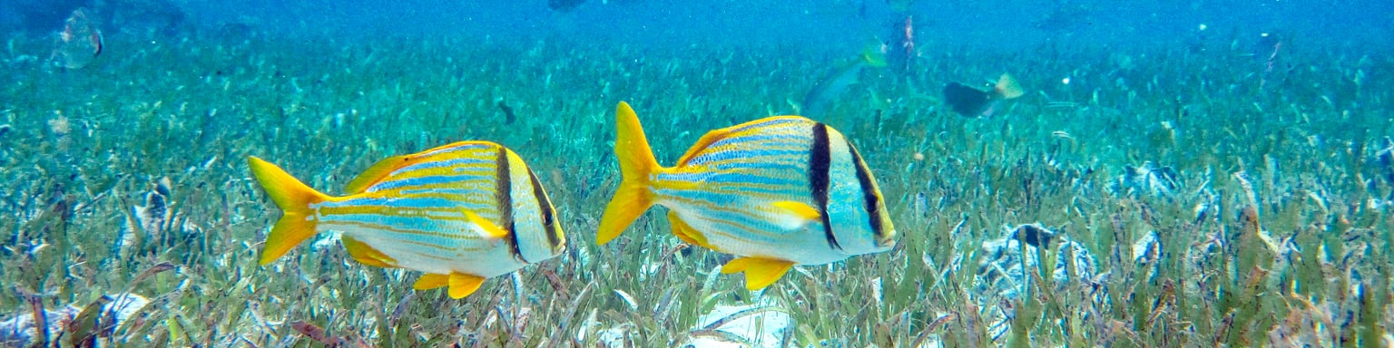 Fish and marinelife at Hol Chan Marine Reserve, Belize