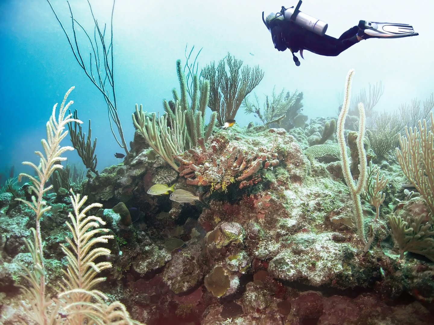 A diver above the Lighthouse Reef near the Blue Hole in Belize