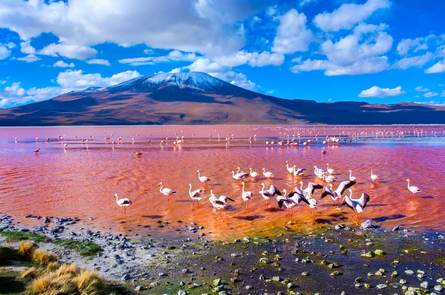Flamingos in the pink Laguna Colorada in Uyuni, Bolivia