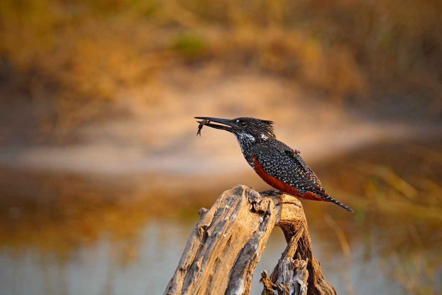 A kingfisher with a fish at the Chobe River, Botswana