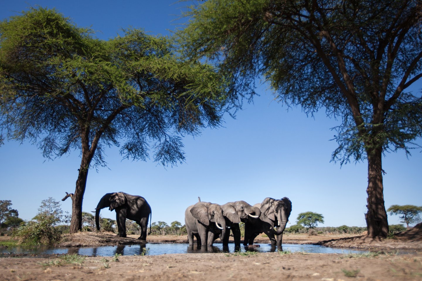 A family of elephants at a water hole in Chobe National Park