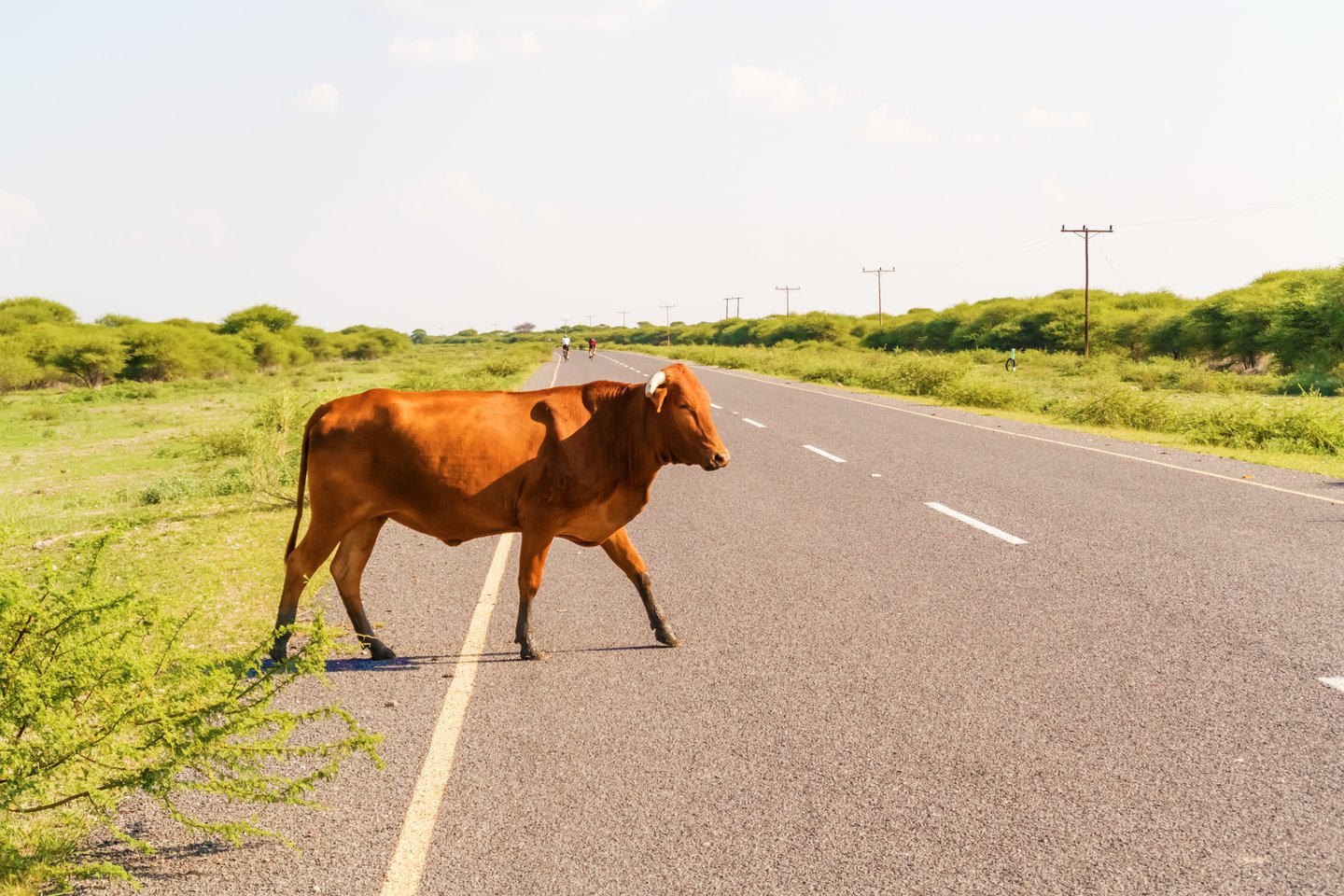 A cow crossing the road in Botswana