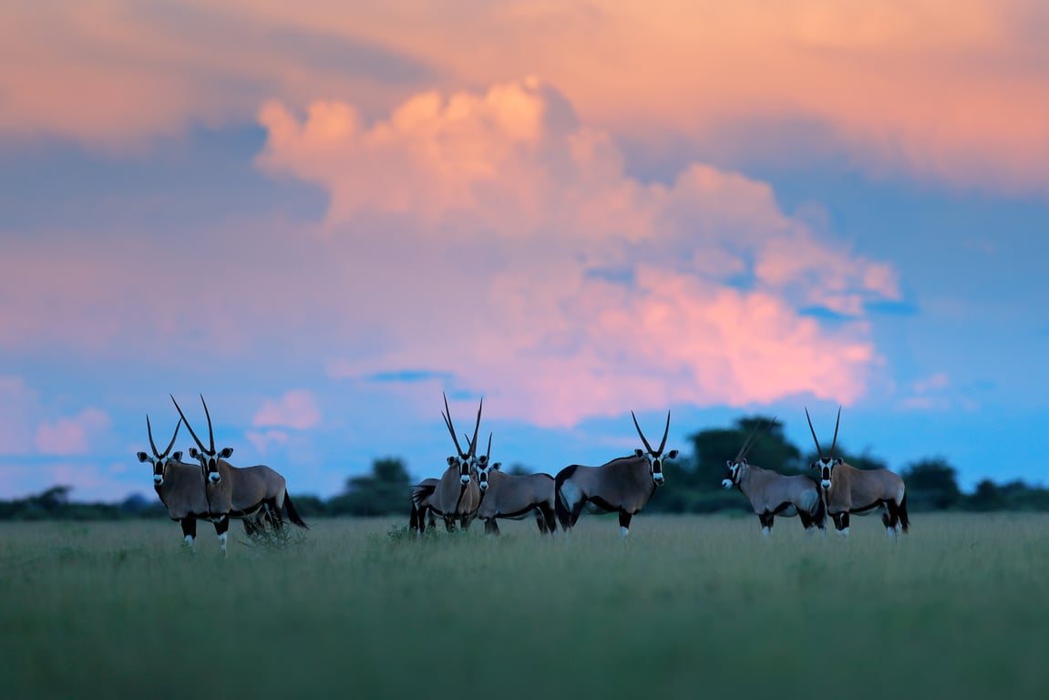 Herd of gemsbok with pink storm clouds at sunset in Nxai Pan, Botswana
