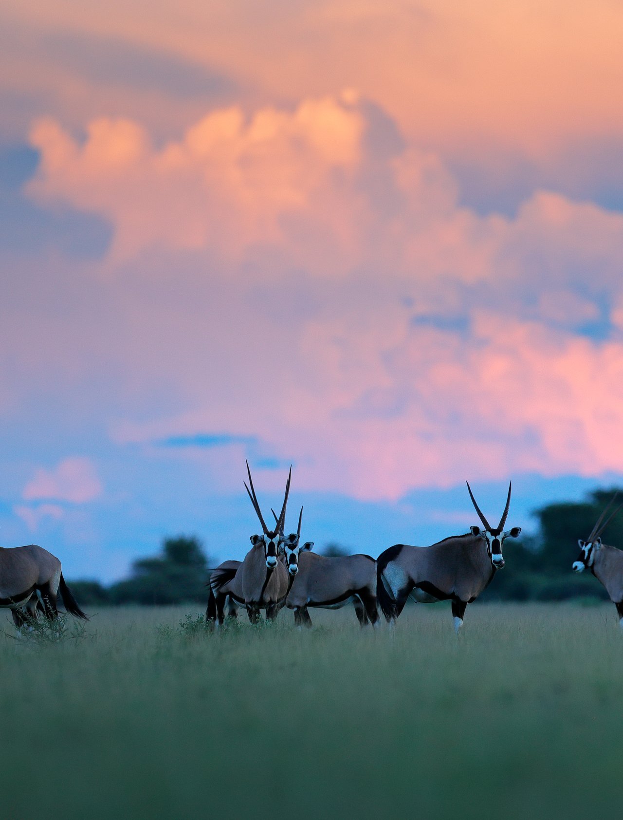 Herd of gemsbok with pink storm clouds at sunset in Nxai Pan, Botswana
