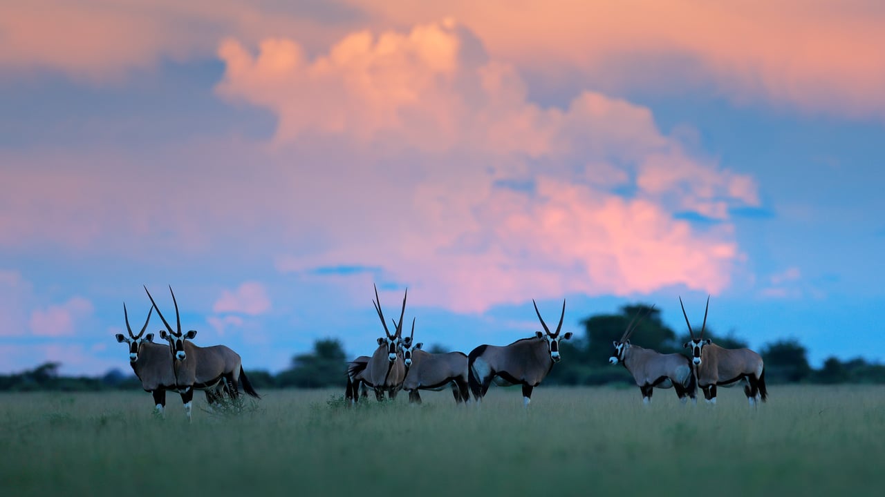 Herd of gemsbok with pink storm clouds at sunset in Nxai Pan, Botswana
