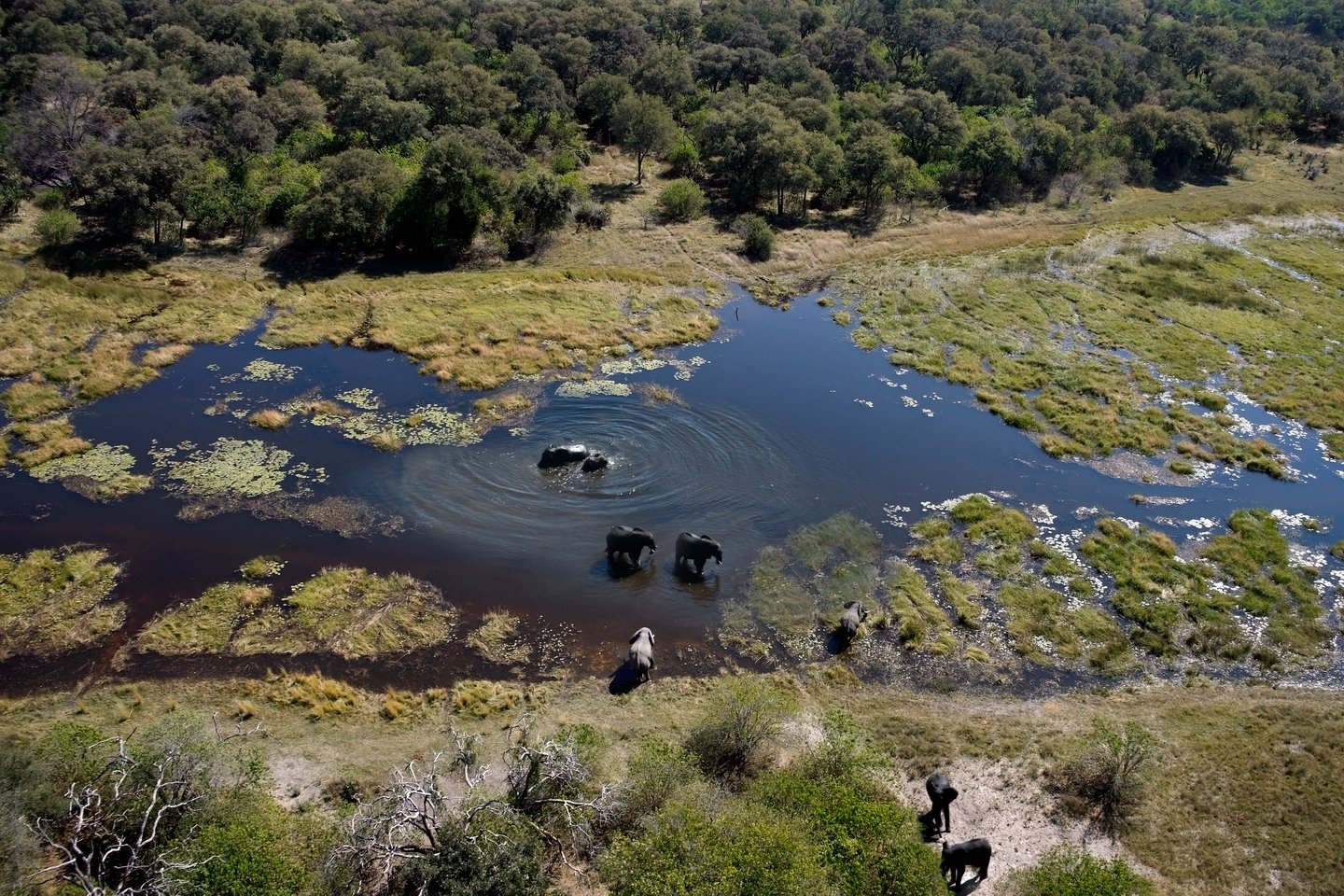 An aerial view of elephants in Okavango Delta, Botswana
