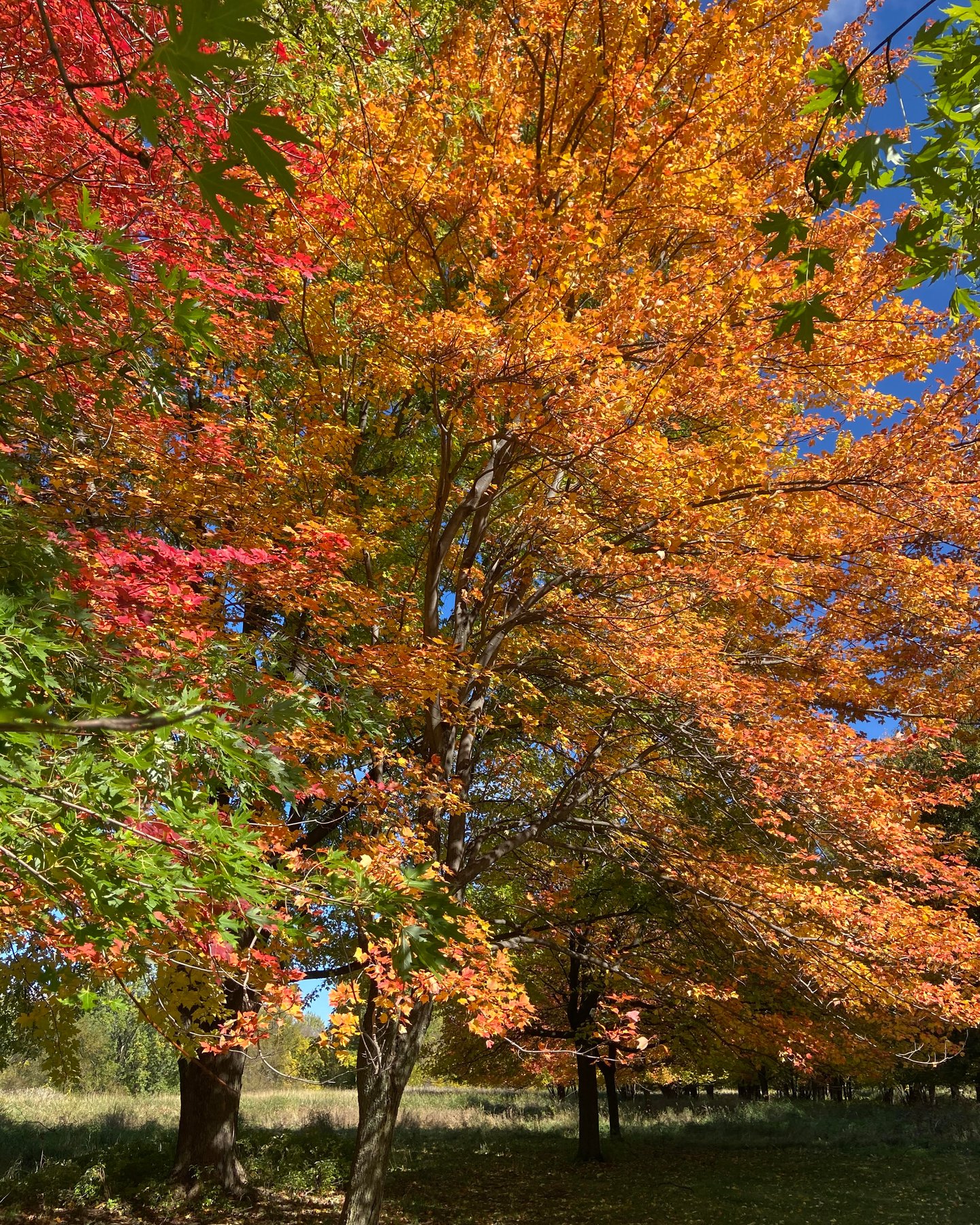 Autumn leaves in Montreal, Canada