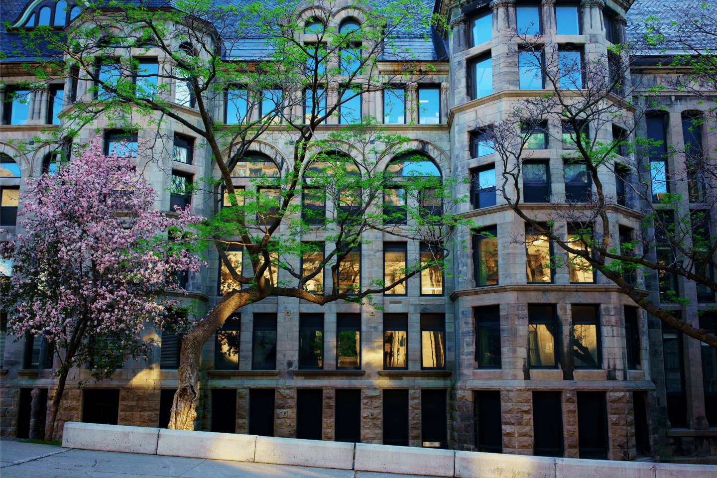 Cherry and Magnolia trees in front of a building in Montreal