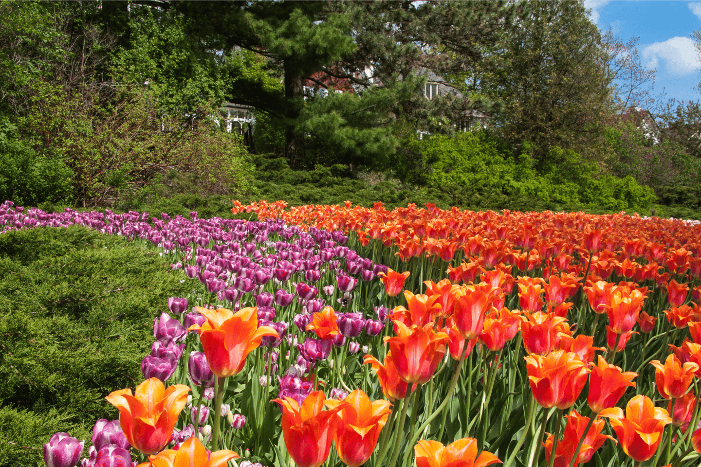 Tulip field during the tulip festival of Ottawa, Ontario