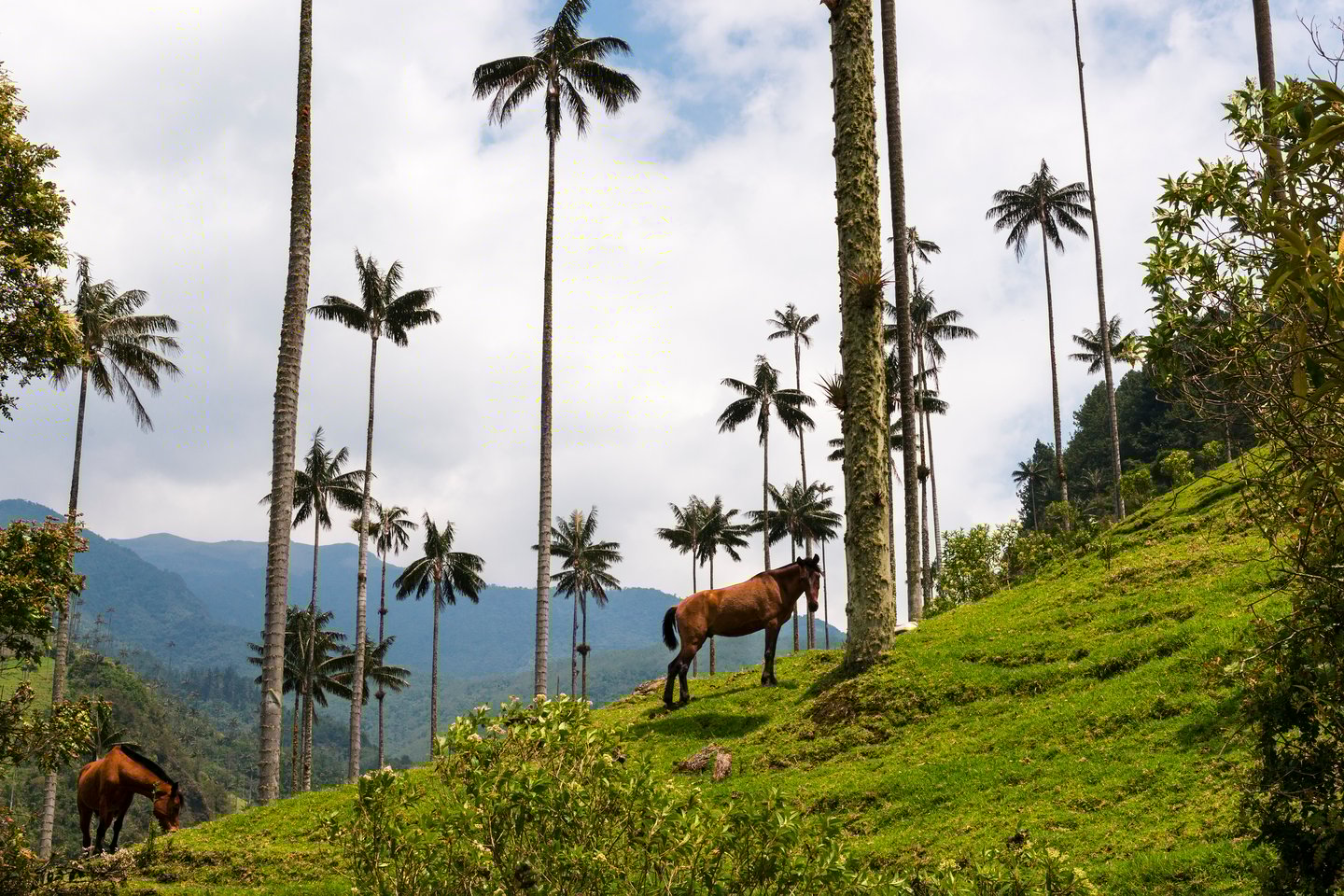 Horses standing between wax palm trees in Colombia's Cocora Valley