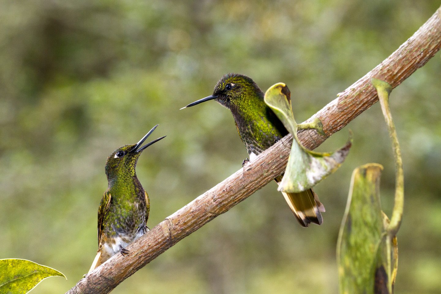 Two hummingbirds on a branch in the Cocoro Valley