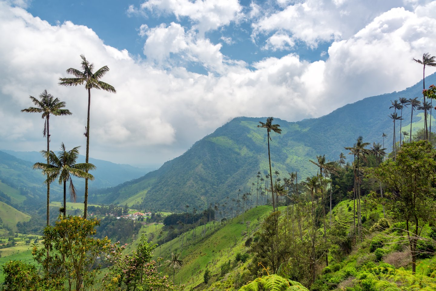 View of palm trees and mountains in Cocoro Valley, Colombia