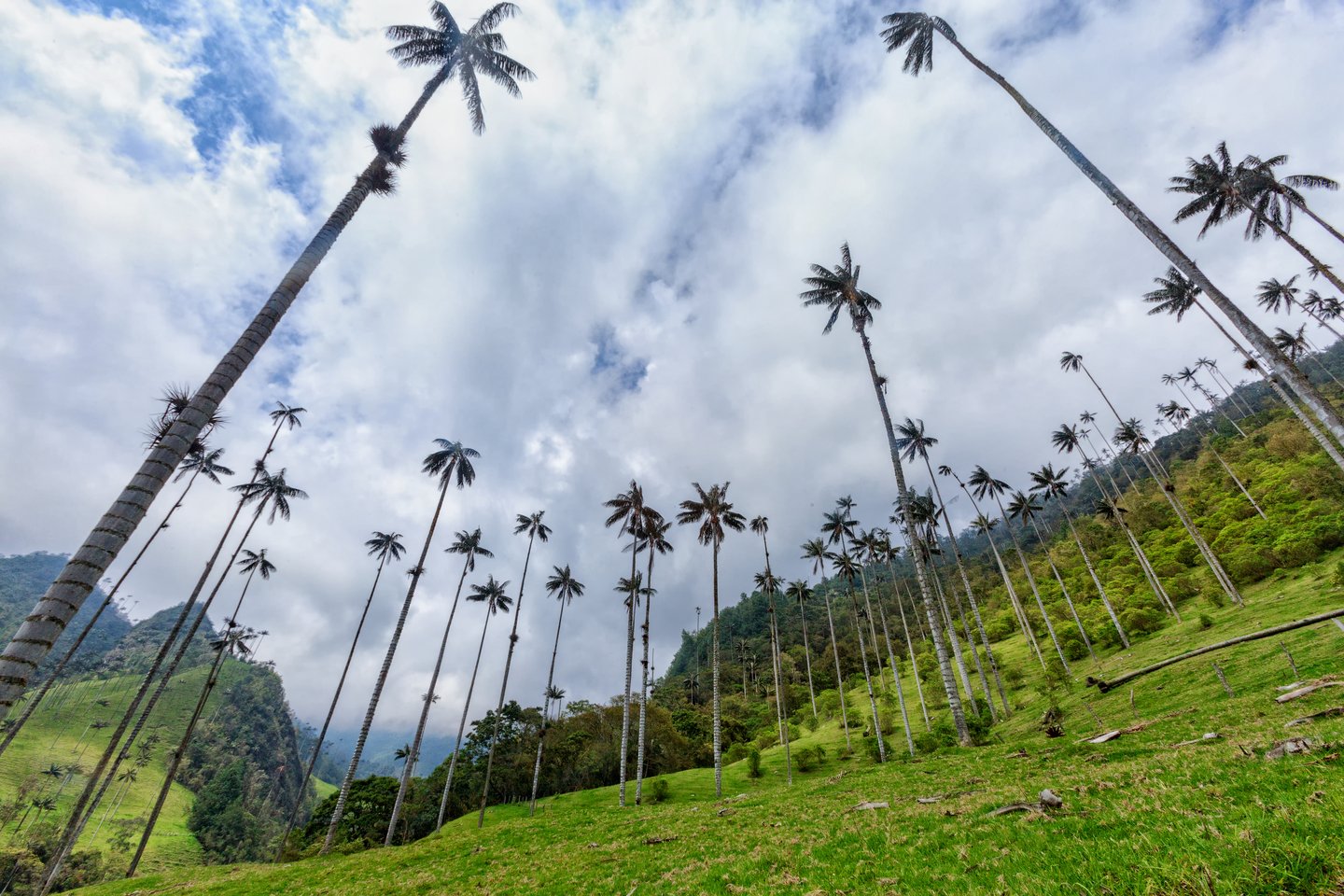 Wax palm trees reaching up to the clouds in Cocoro Valley, Colombia