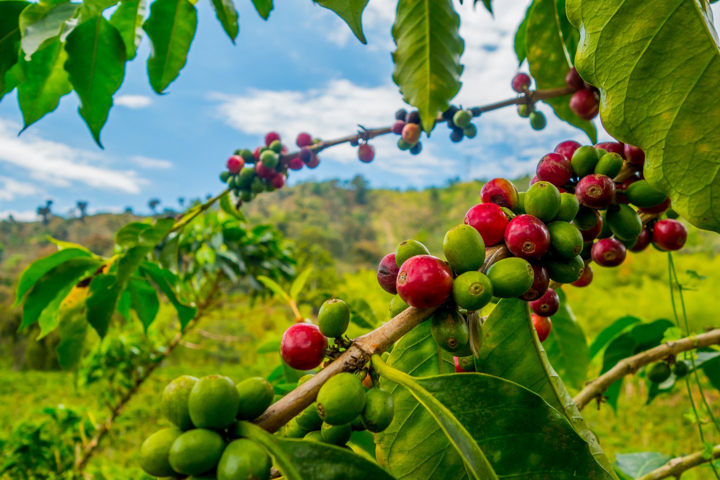 Coffee beans growing in Colombia