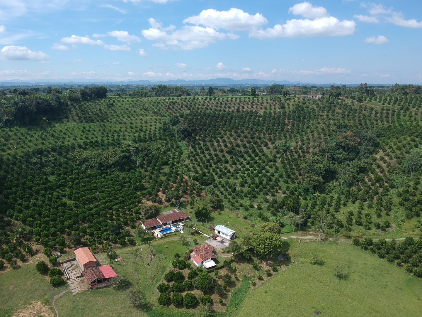 Coffee farm in Colombia