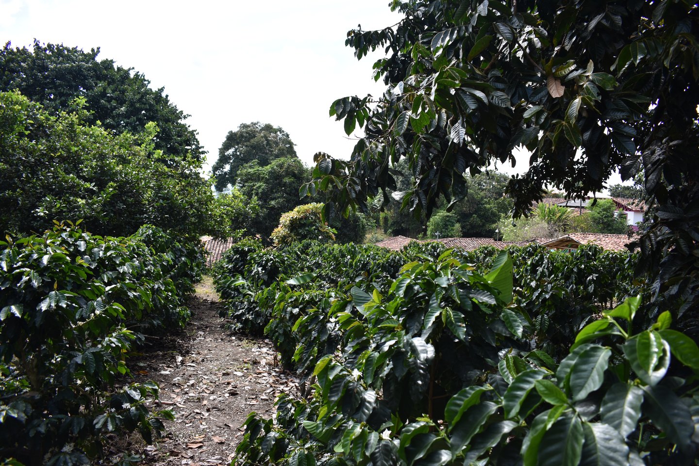 A trail between the trees