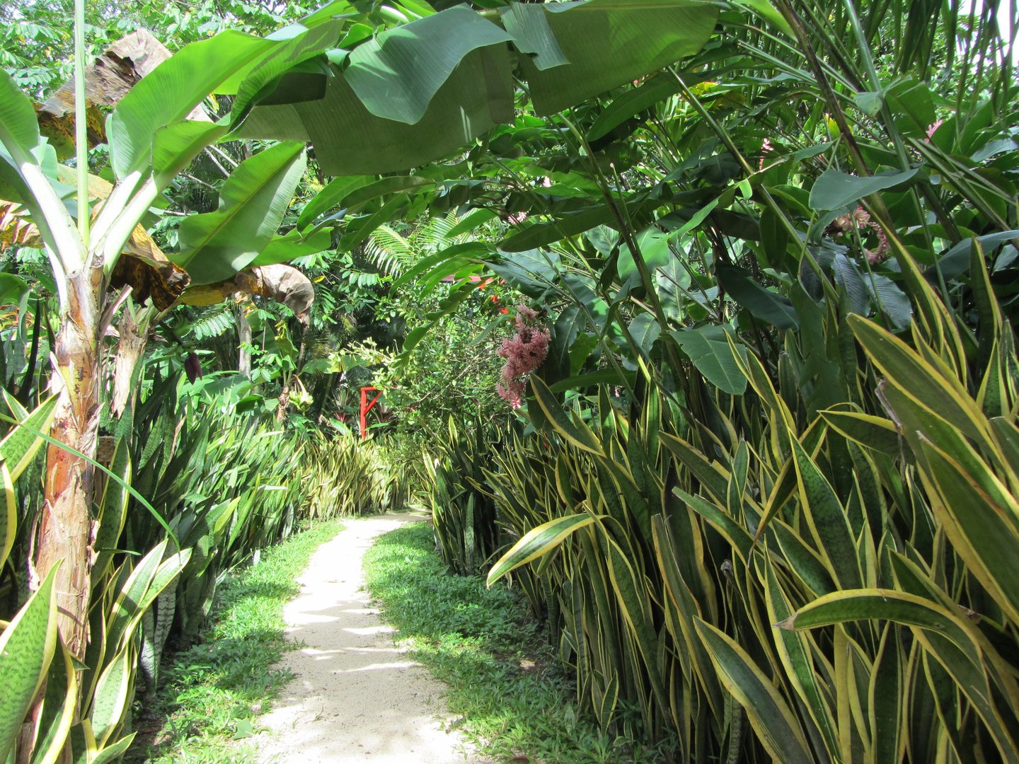 Path in the Maire Nui Gardens, Rarotonga