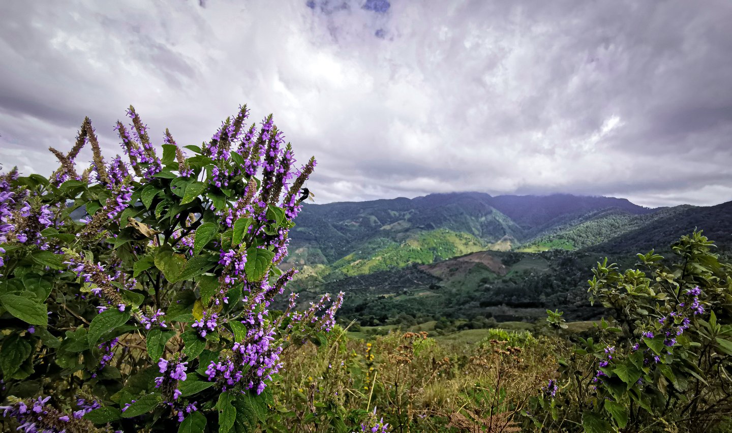 Flowers and countryside views in Escazu, Costa Rica