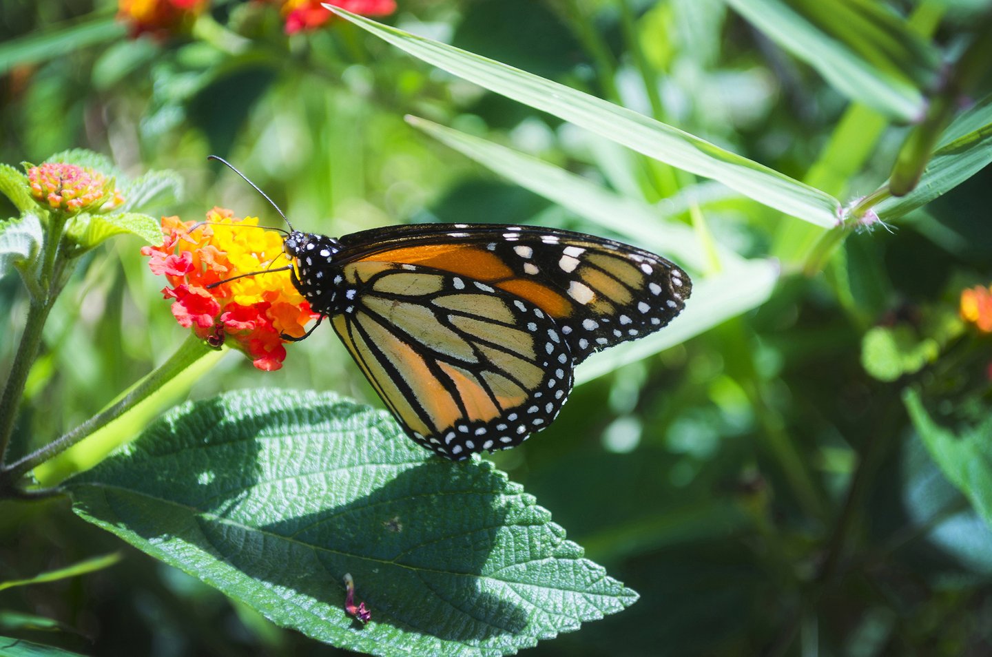 A monarch butterfly on a flower in Costa Rica.