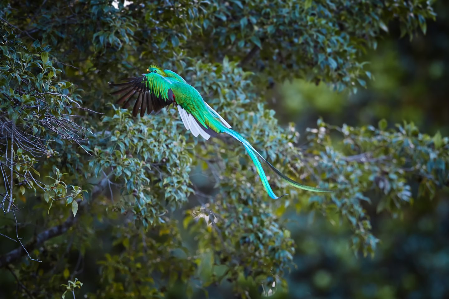 A Flying Resplendent Quetzal in Monteverde Cloud Forest