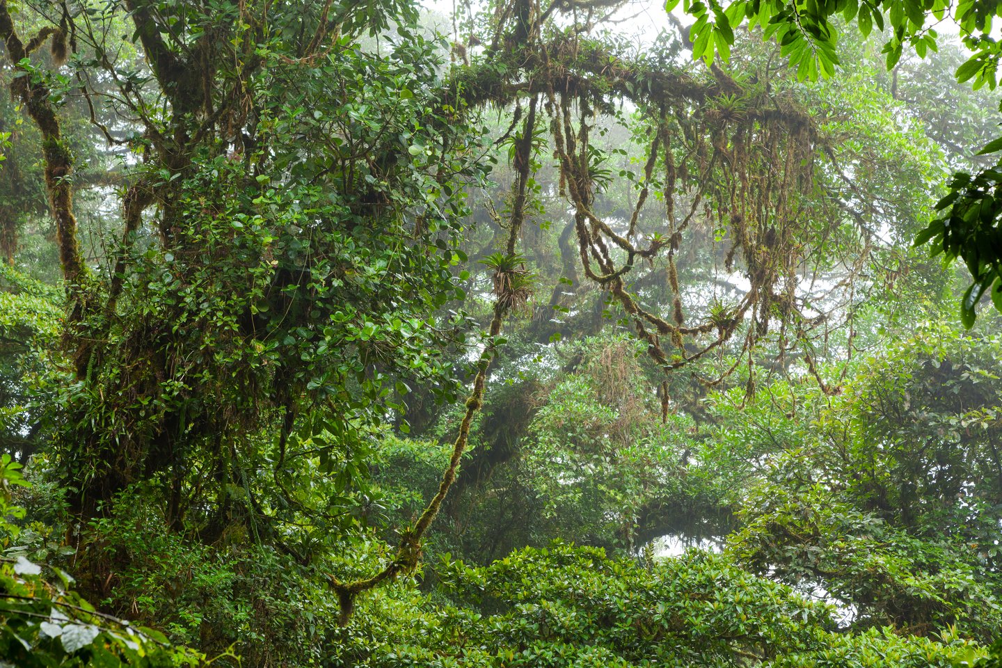 Hanging vines in Monteverde Cloud Forest, Costa Rica