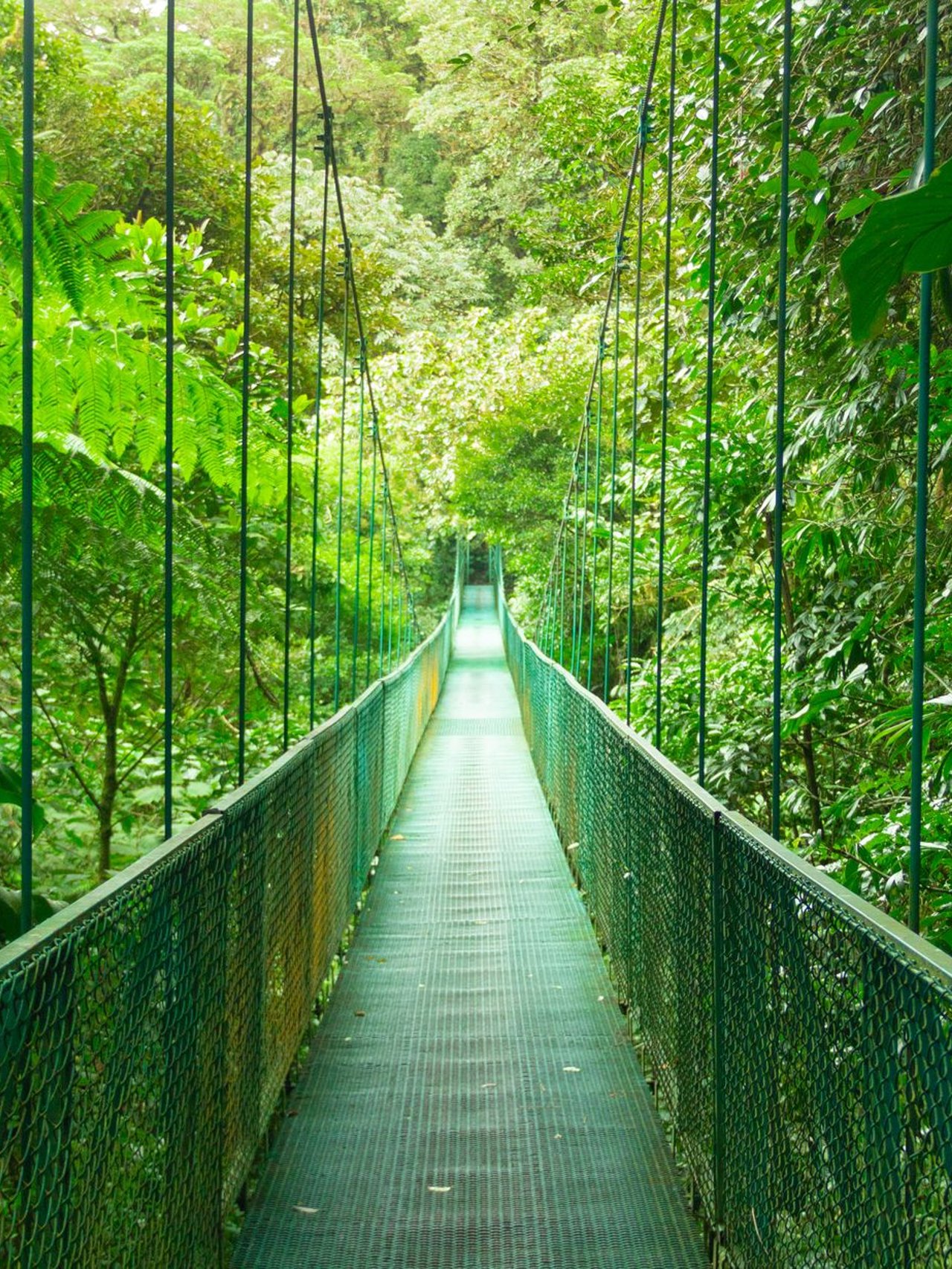 A hanging walkway through Monteverde Cloud Forest in Costa Rica