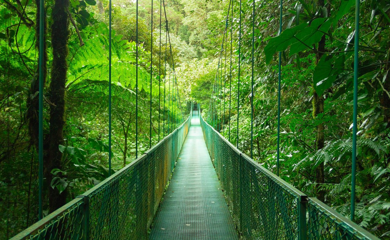 A hanging walkway through Monteverde Cloud Forest in Costa Rica