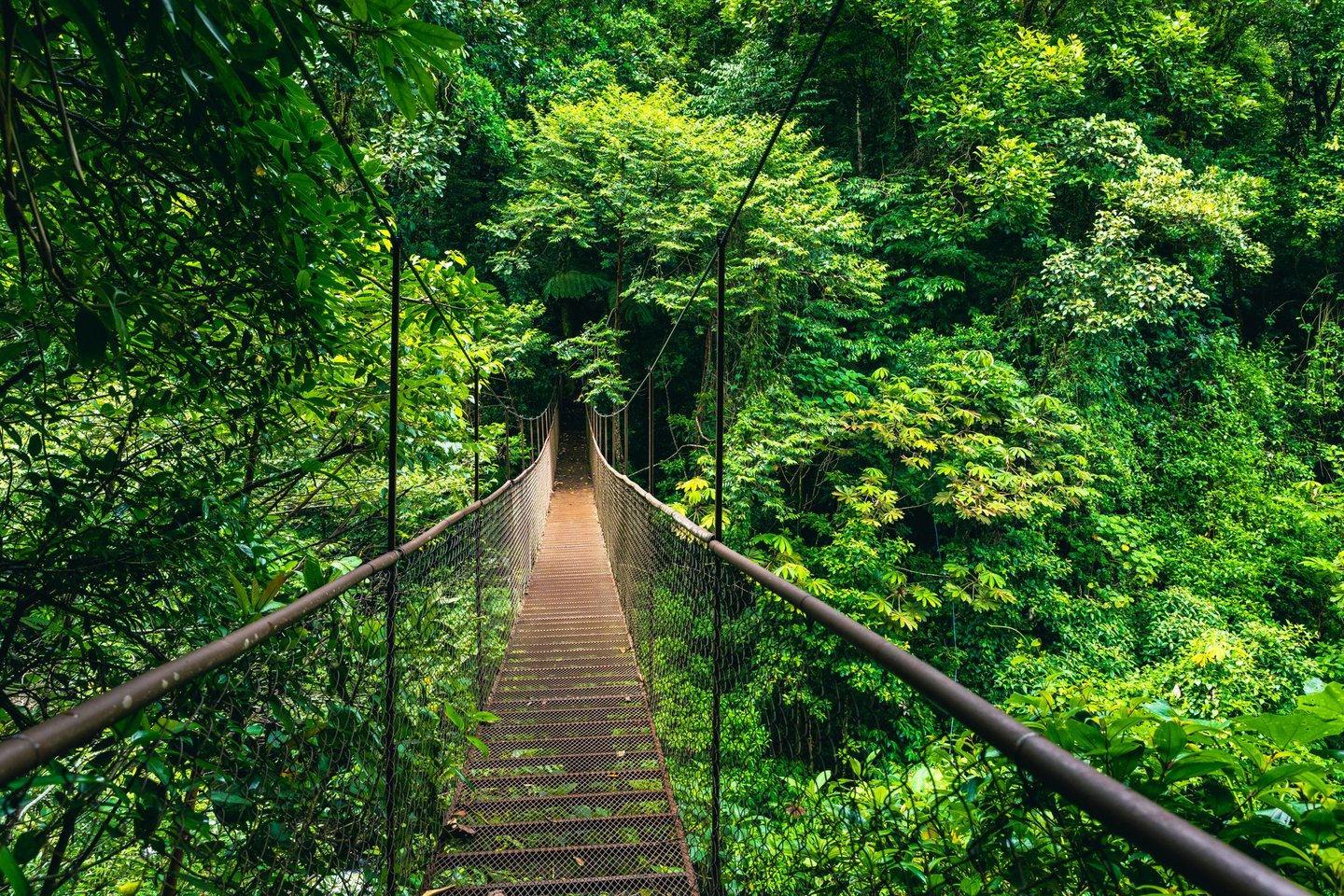 A hanging walkway in Monteverde Cloud Forest, Costa Rica
