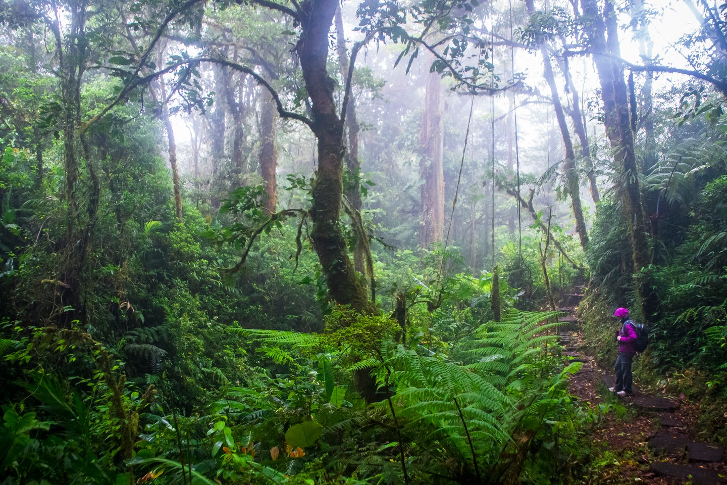 A hiker admiring the surroundings on a trail in Monteverde Cloud Forest