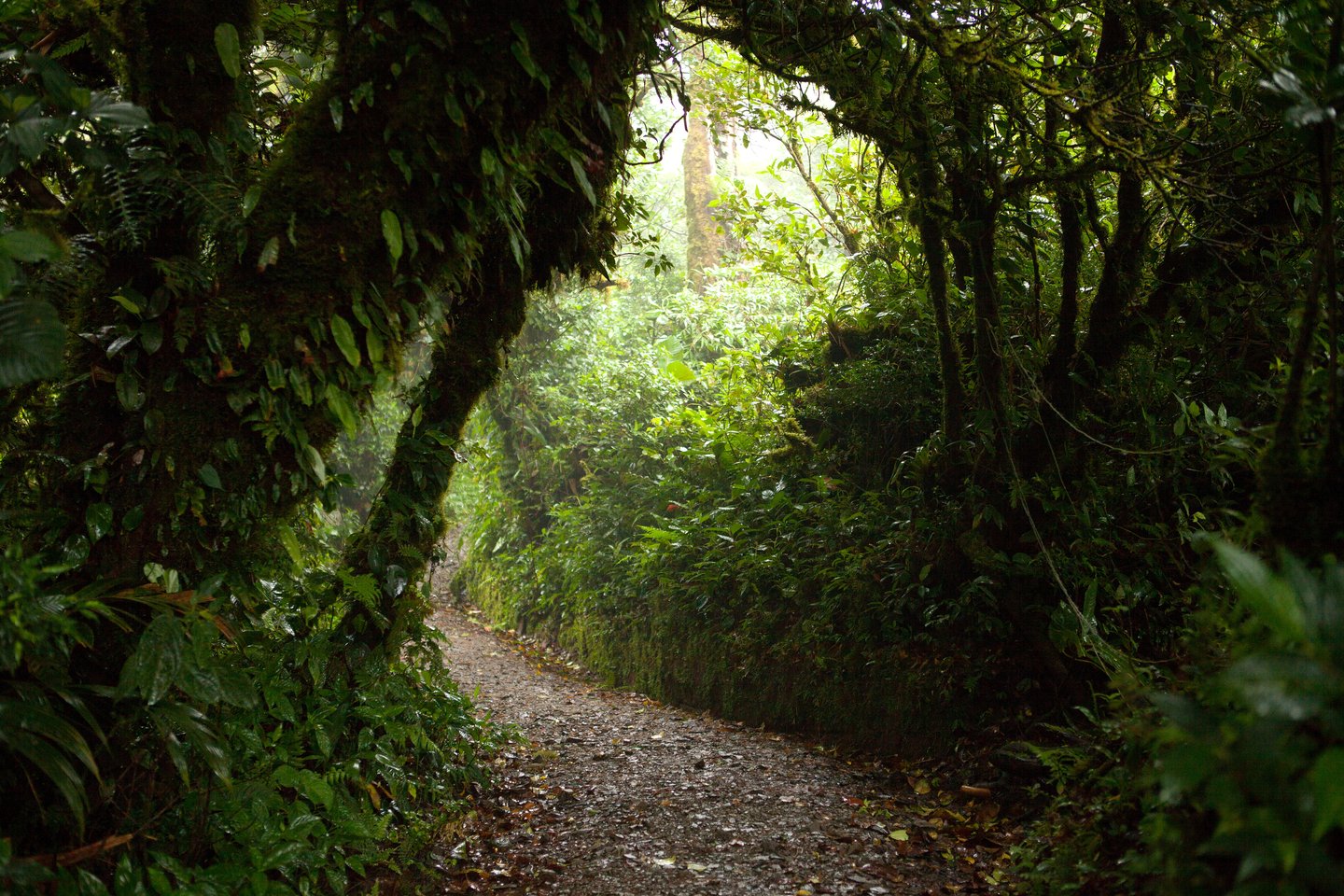 A hiking trail through Monteverde Cloud Forest, Costa Rica