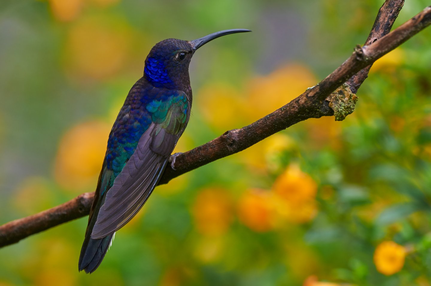 A hummingbird on a branch in Monteverde Cloud Forest, Costa Rica