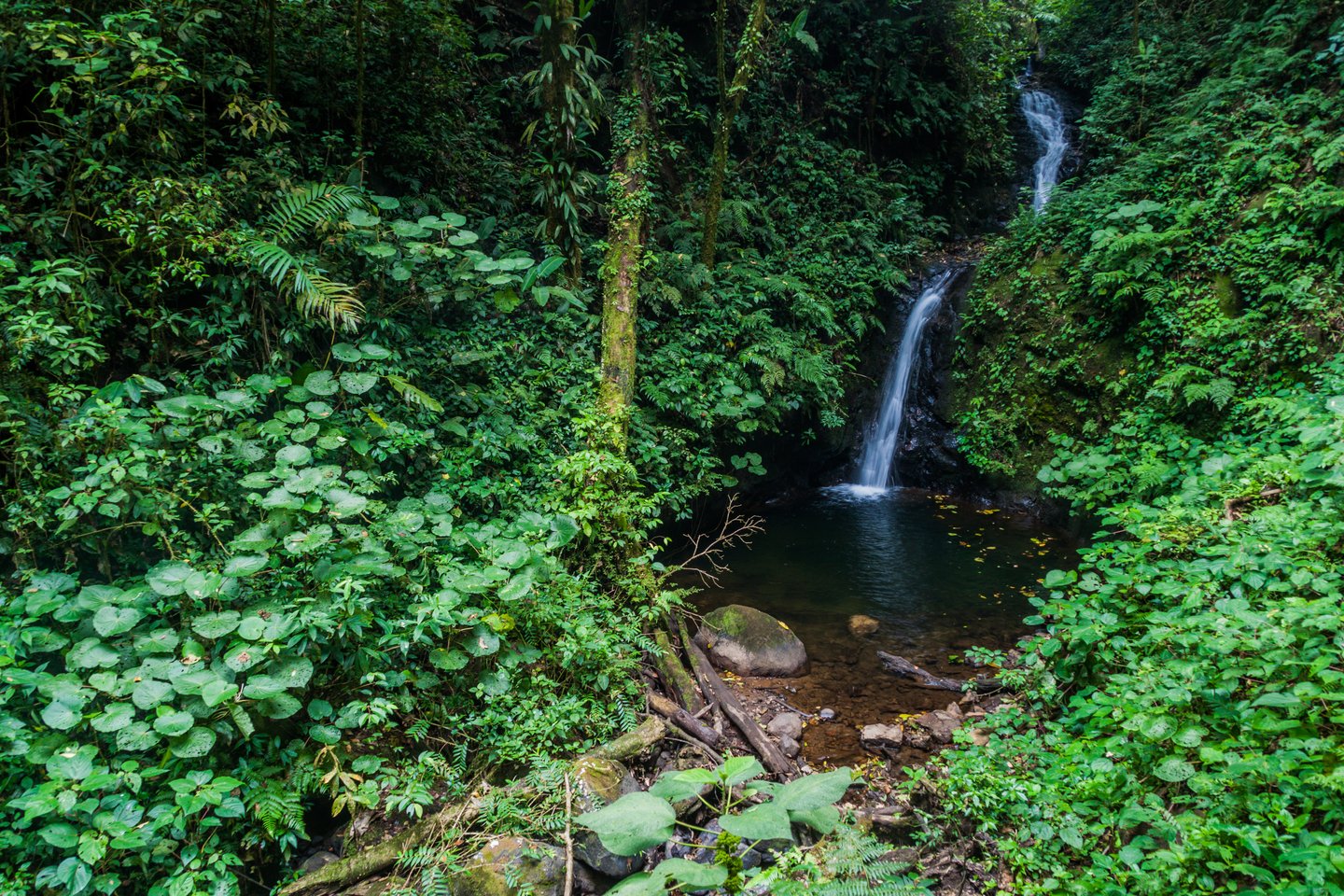 The peaceful San Luis Waterfall in Monteverde Cloud Forest, Costa Rica