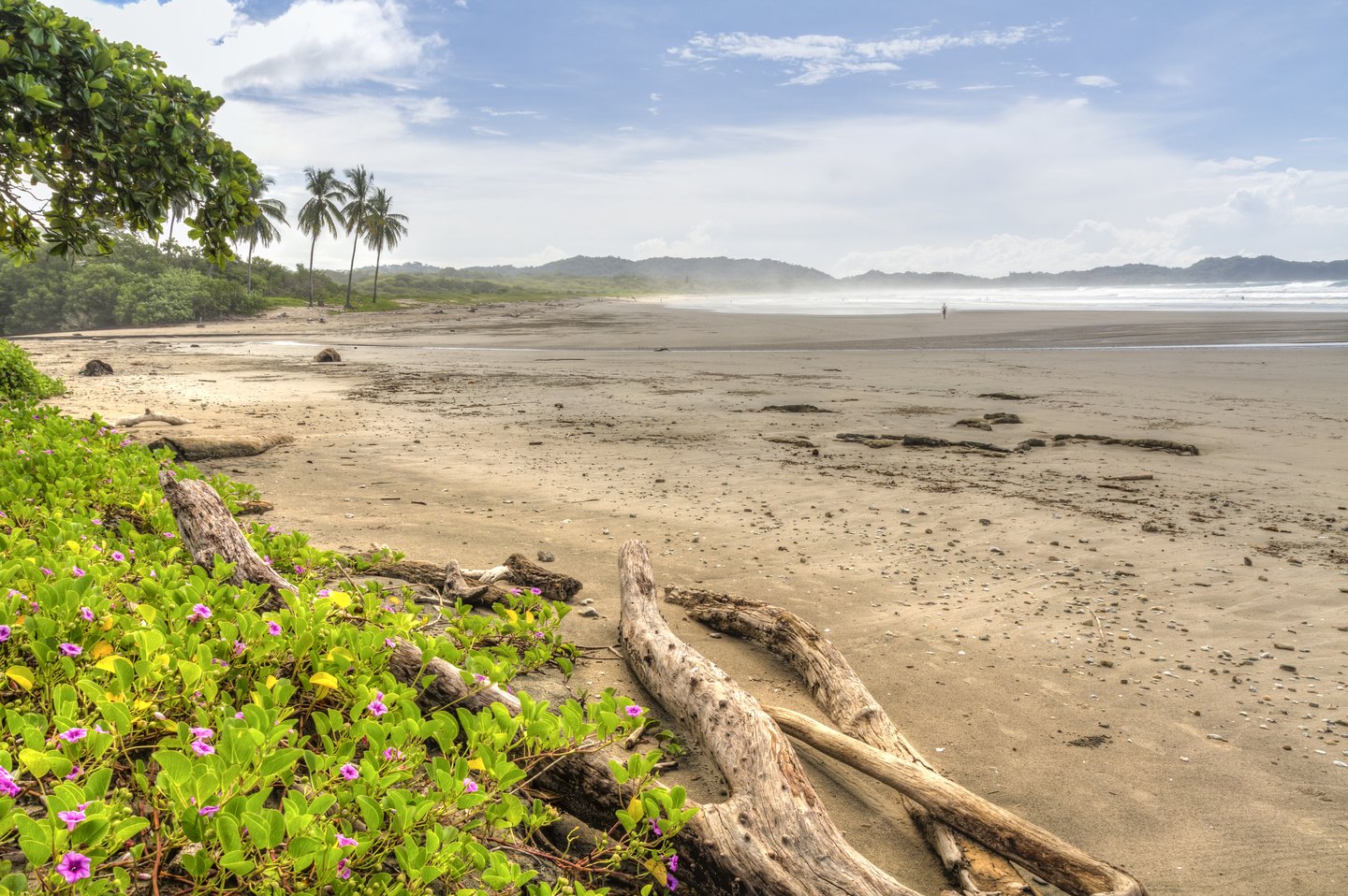 Driftwood and flowery vegetation on a misty morning at Playa Guiones in Nosara, Costa Rica