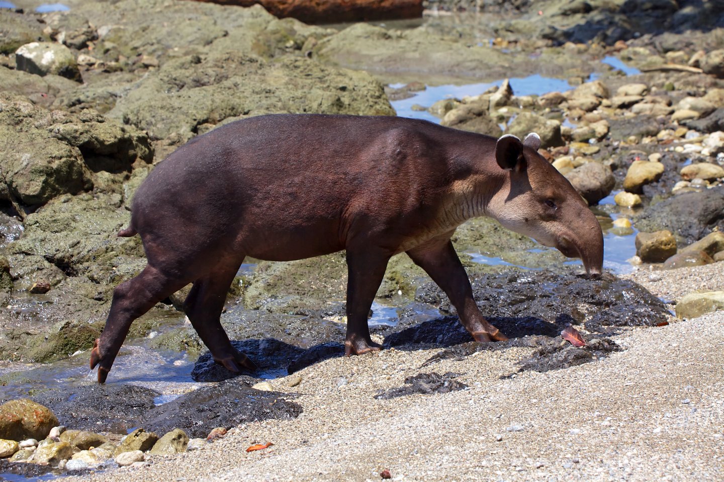 A tapir on the beach in the Parque Nacional Corcovado, Costa Rica