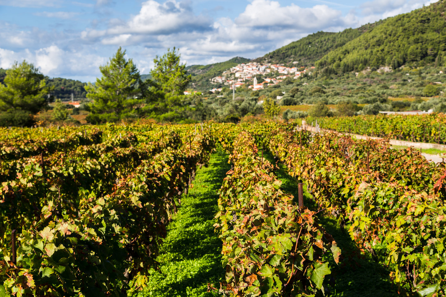 A vineyard growing Posip grapes in Korcula, Croatia.