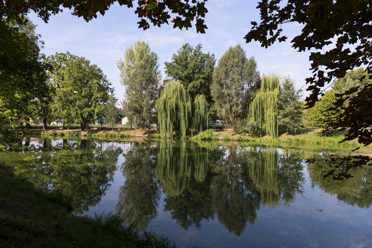 Willow trees reflected in a lake at Stromovka Royal Game Reserve in Prague