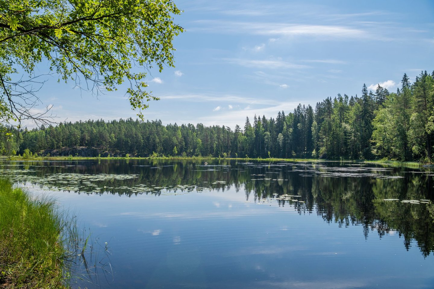 View of the Mustalampi Pond in summer, Nuuksio National Park, Espoo, Finland