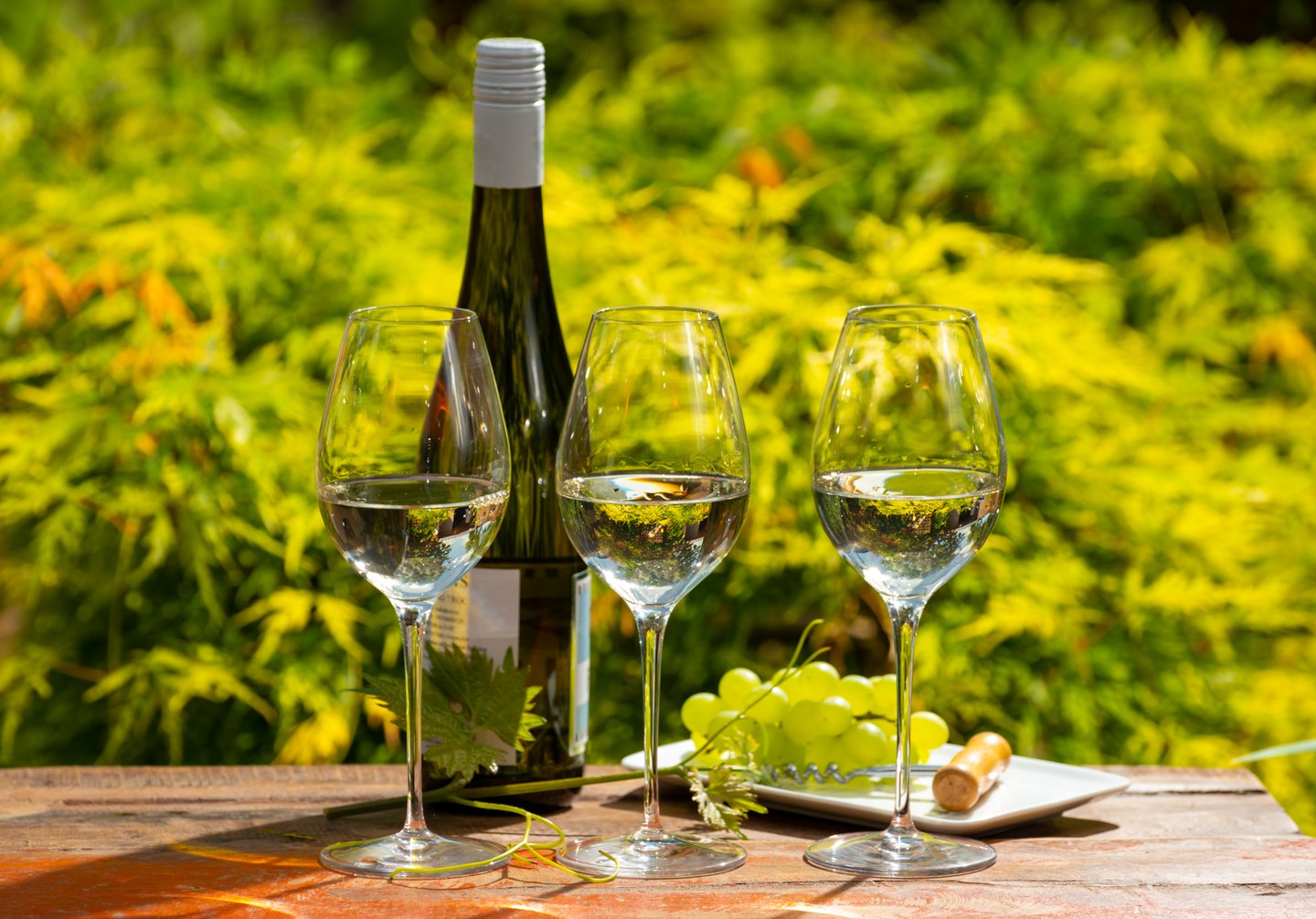 Three glasses of riesling for tasting