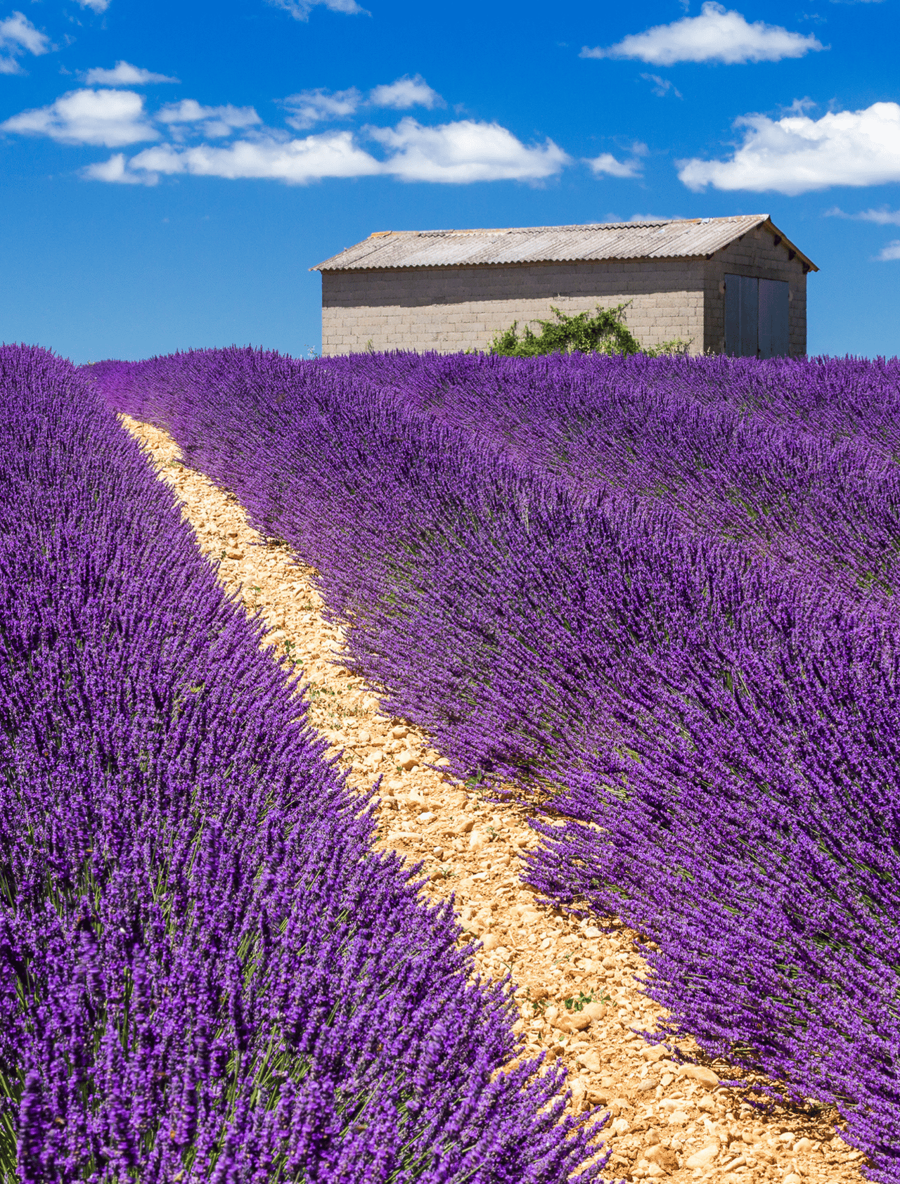 Lavender fields on the Plateau of Valensole, France