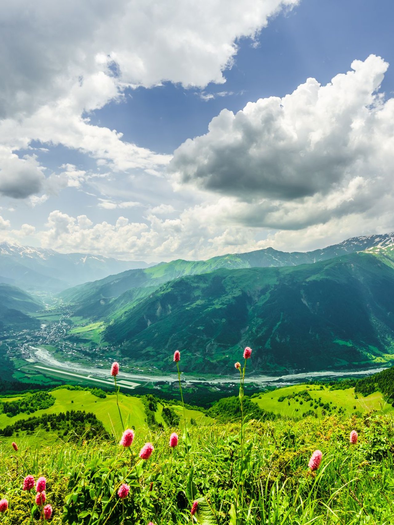 Pink flowers in the mountains near Mestia in Svaneti, Georgia.