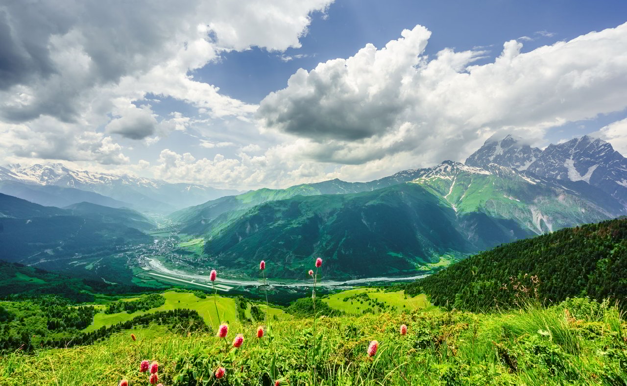 Pink flowers in the mountains near Mestia in Svaneti, Georgia.