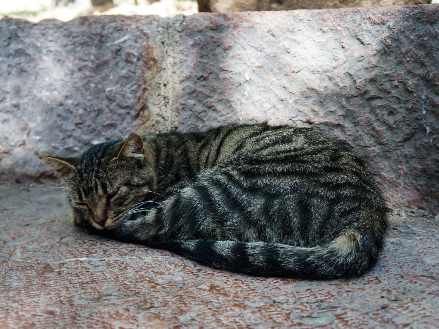 A happy cat sleeping in the ruins