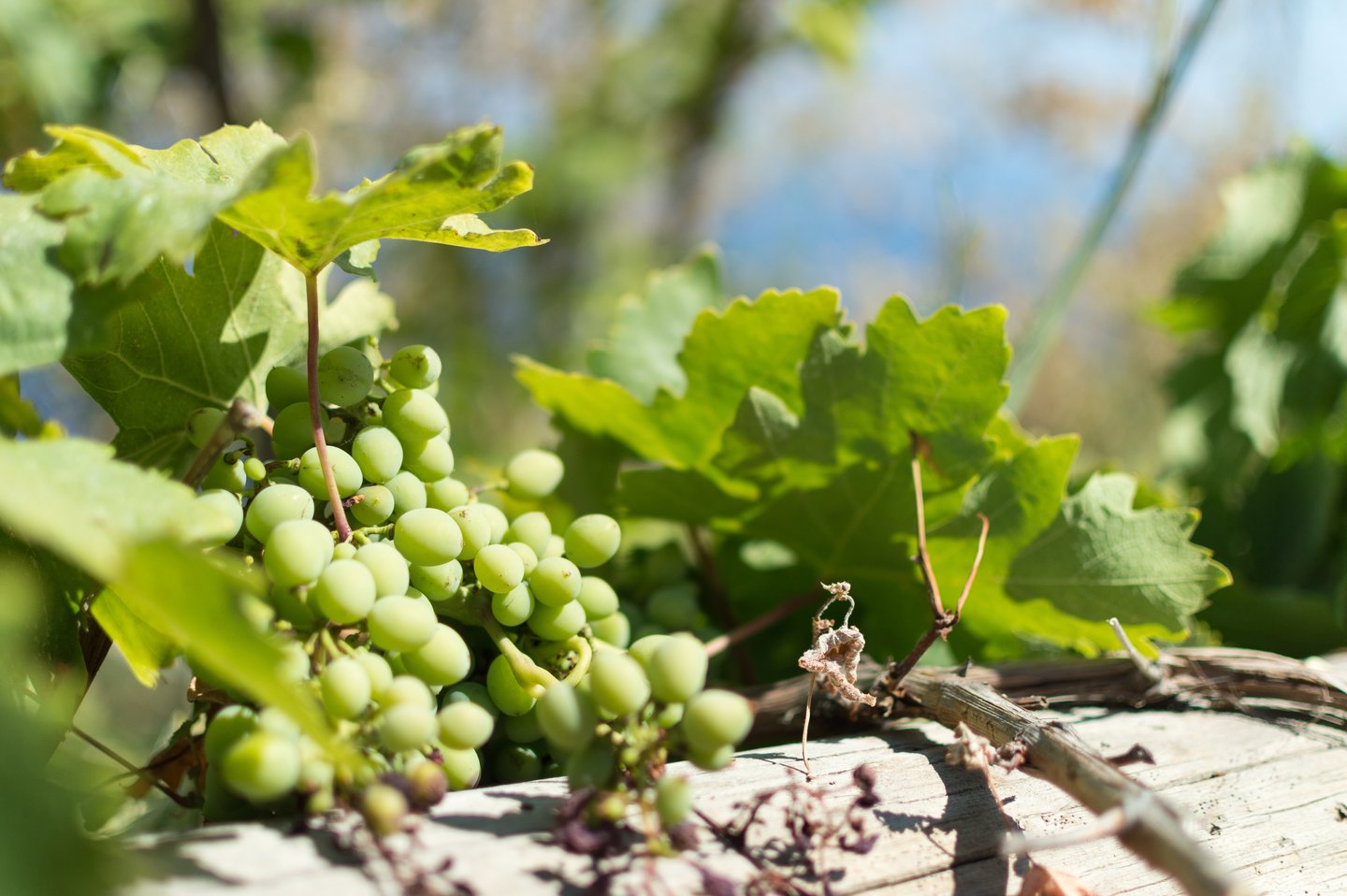 Grapes at a winery in Ikaria, Greece