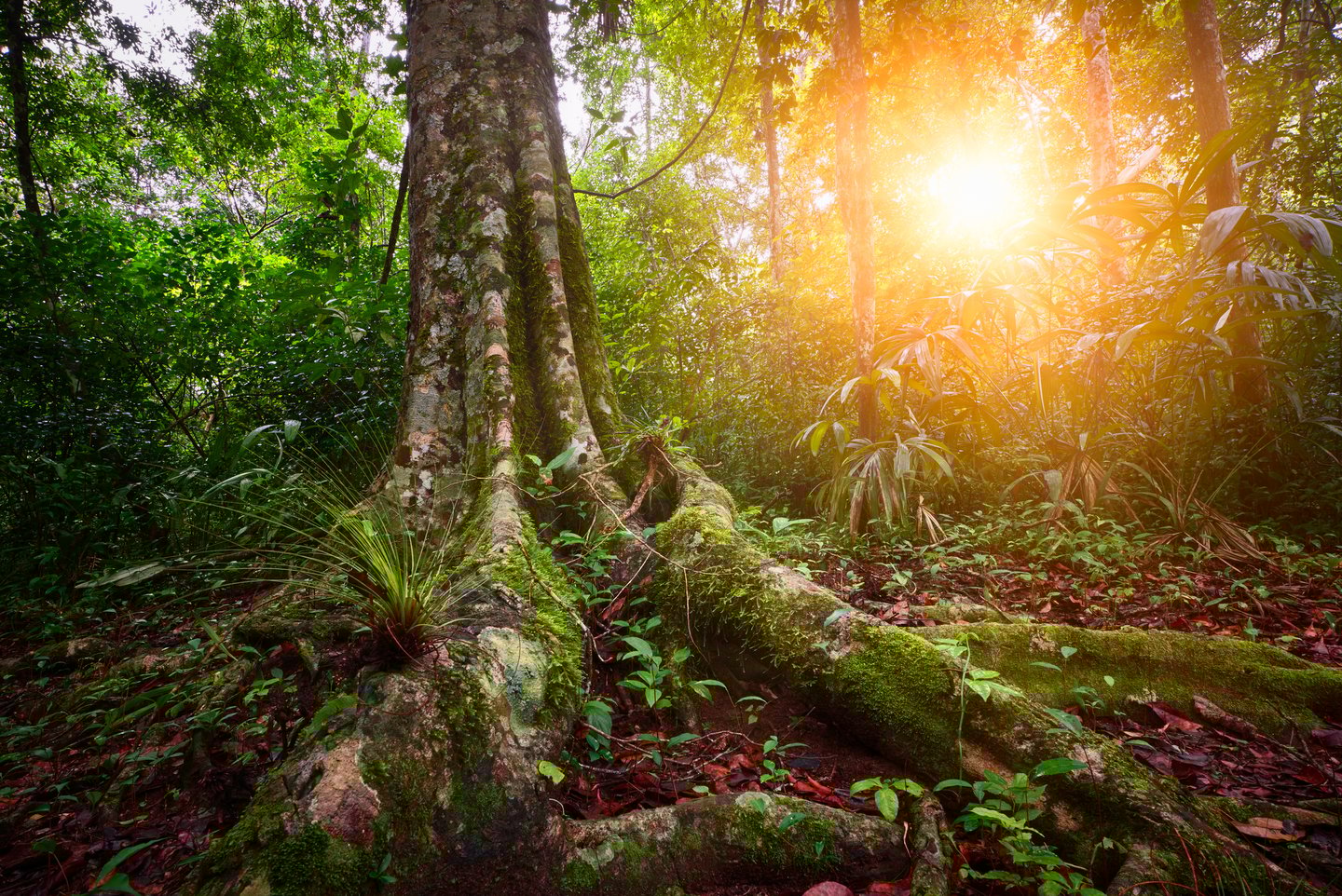 The rain forest in the Tikal National Park in Guatemala at sunset