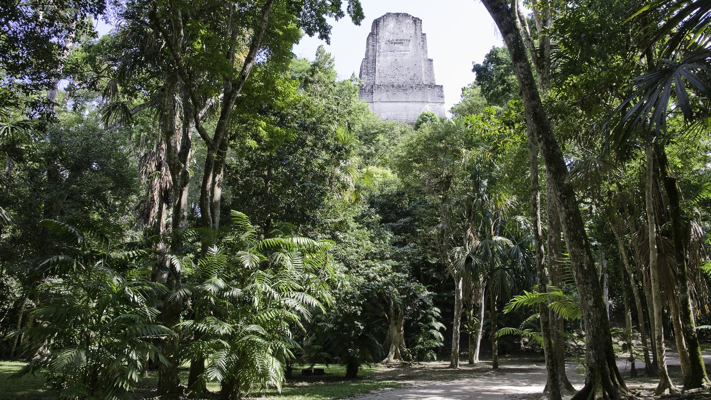 The Mayan temple,Tikal, hidden in the jungle in Guatemala