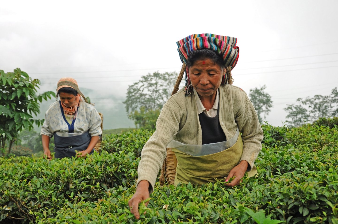 Women picking tea leaves in Darjeeling, India